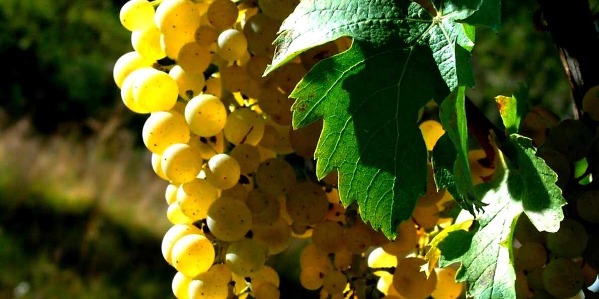 Mueller Thurgau in Val di Cembra