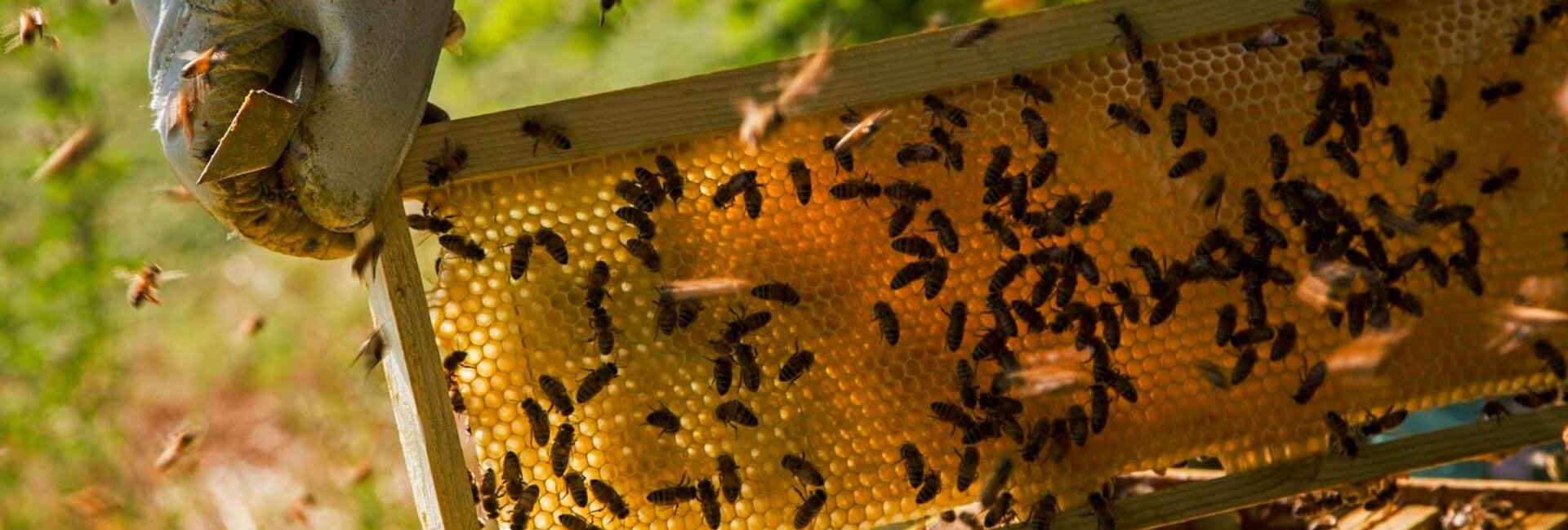 Bienenmuseum in der Mühle