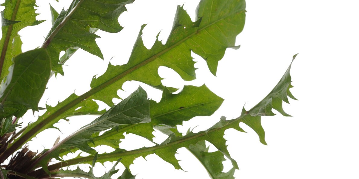 Ricette con le erbe spontanee del Trentino