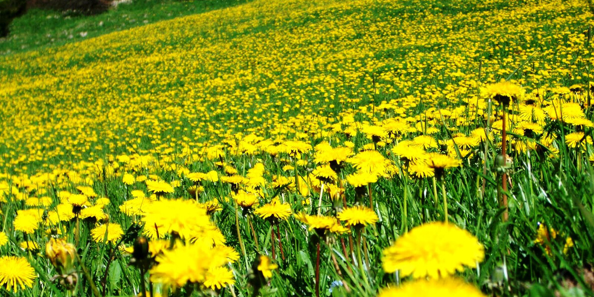 Ricette con le erbe spontanee del Trentino
