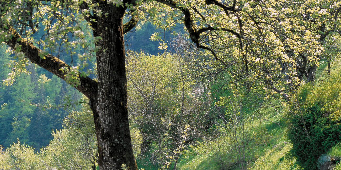  Primiero - Sagròn Mis #2