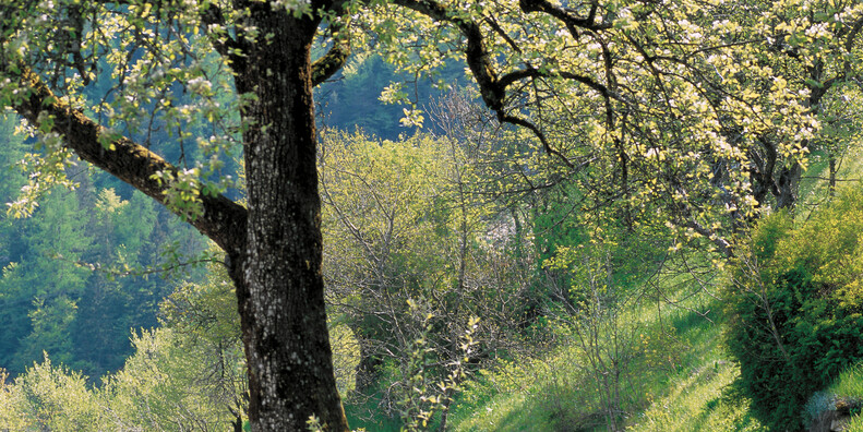 Primiero - Sagrón Mis  #2