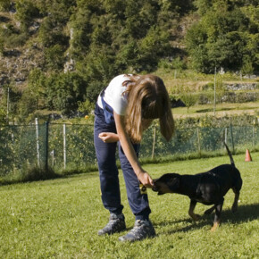 Rights and obligations for pets