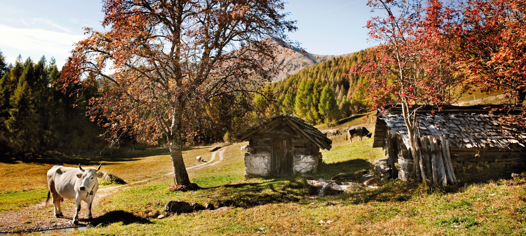 26372-Autunno presso Rifugio Serot - Valsugana - Daniele Lira | © 26372-Autunno presso Rifugio Serot - Valsugana - Daniele Lira