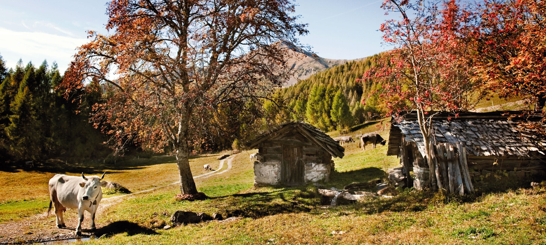 26372-Autunno presso Rifugio Serot - Valsugana - Daniele Lira | © 26372-Autunno presso Rifugio Serot - Valsugana - Daniele Lira