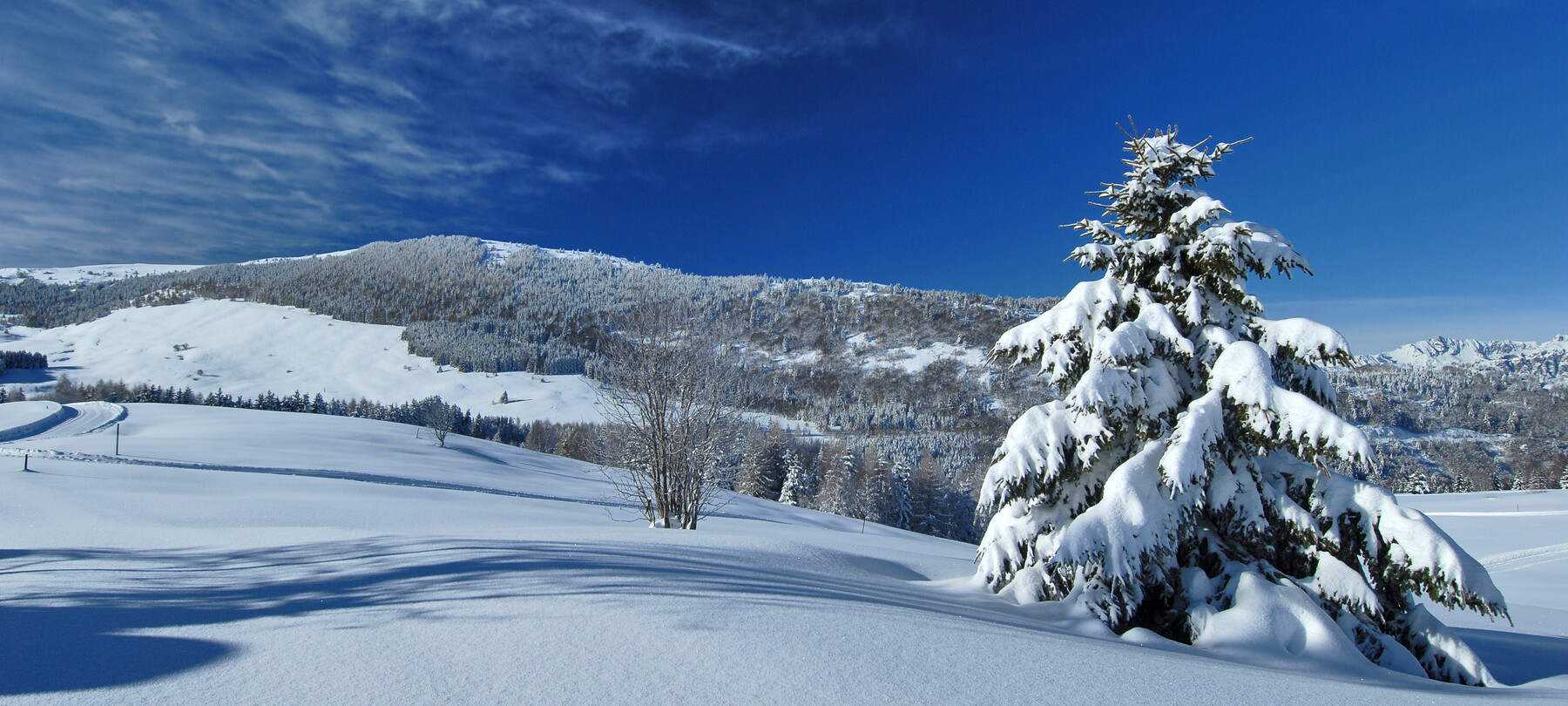 Winterblumen der Dolomiten
