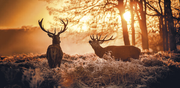Natururlaub Pauschalangebote 