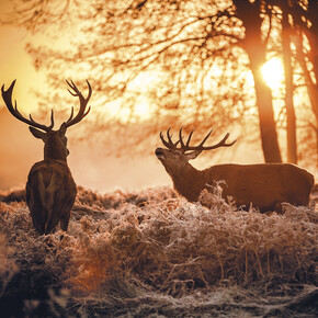 Milostná píseň v tichu lesů