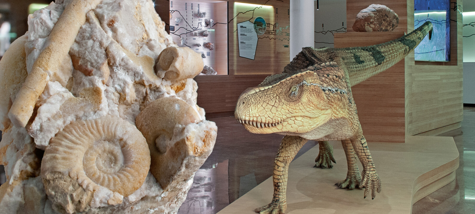 Fossile_Museo_Geologico_Predazzo_photo DFerrari | © Fossile_Museo_Geologico_Predazzo_photo DFerrari