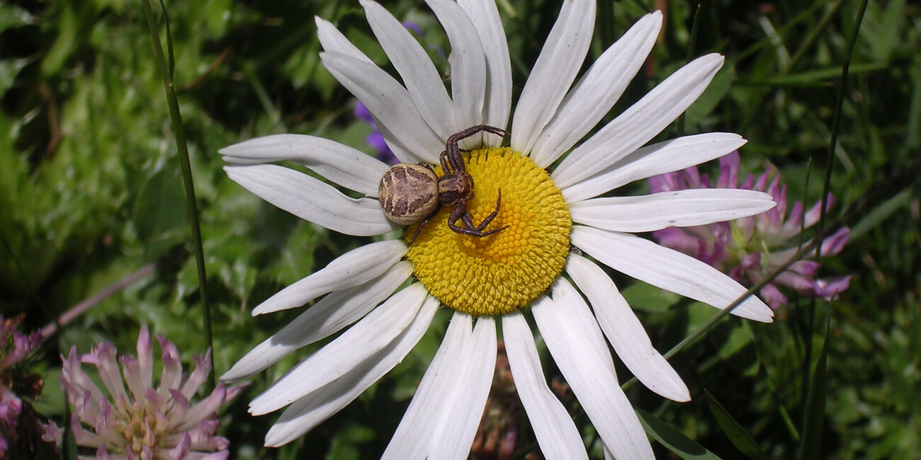 Oasi di Valtrigona #5 | © Oasi Valtrigona - photo Associazione WWF Trentino