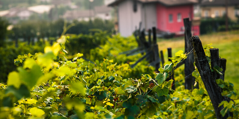 Scurelle  #3 | © Foto Archivio Apt