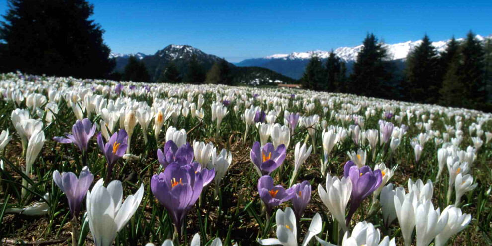 crocus_monte casale