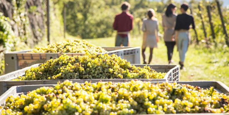 Terre d'Adige Nave San Rocco #1 | © photo Pillow Lab