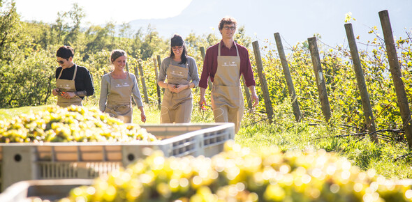 Autumn festivals and food fairs