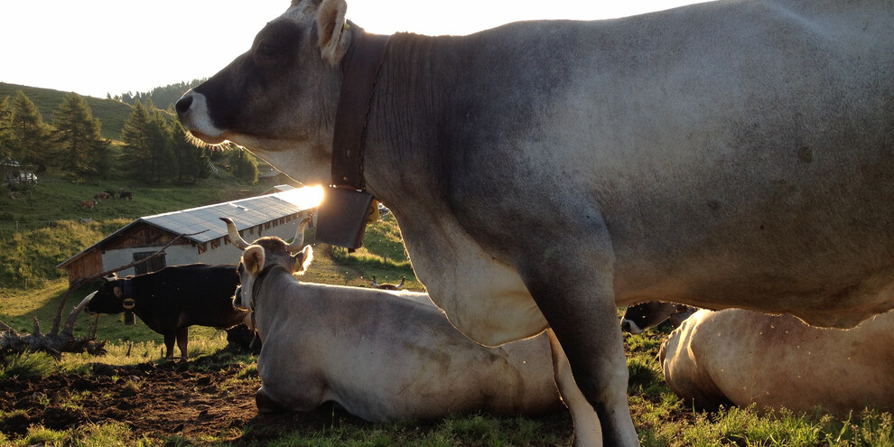 A day in the life of a dairy keeper 