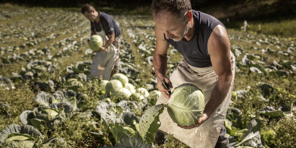 A day in the life of a grower