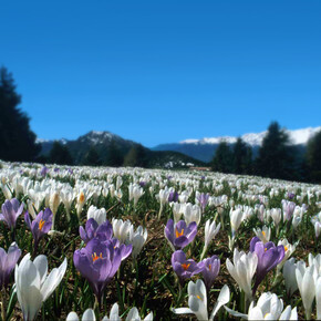 Nejkrásnější květiny v Trentinu 