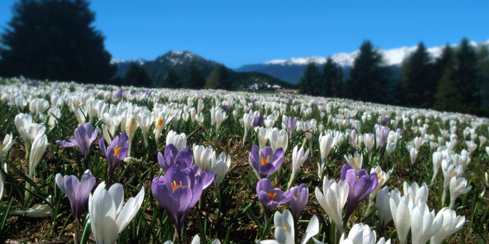 Rozkvetlá hora Monte Casale