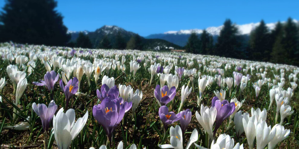 Krokusblüte auf dem Monte Casale