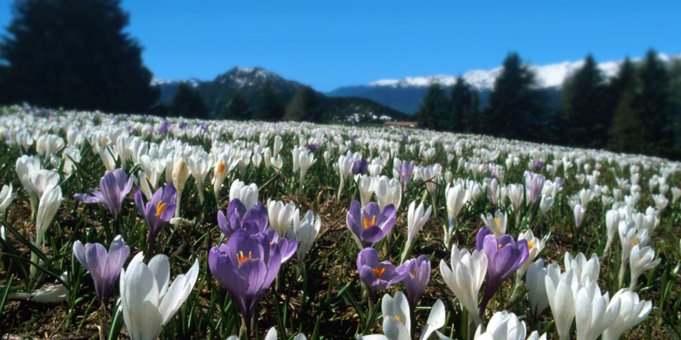 La fioritura sul Monte Casale, da maggio