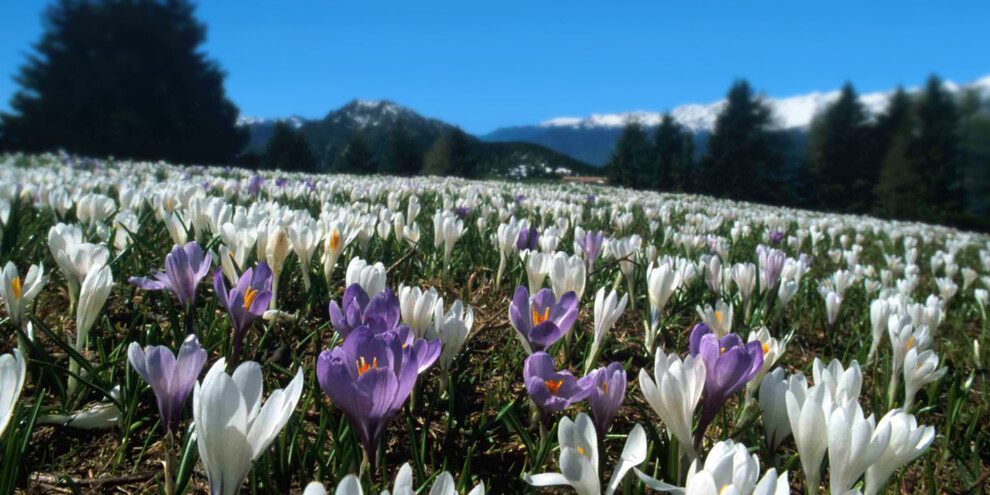 De bloei op Monte Casale
