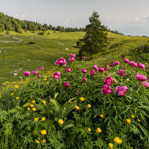 La strega del Monte Baldo