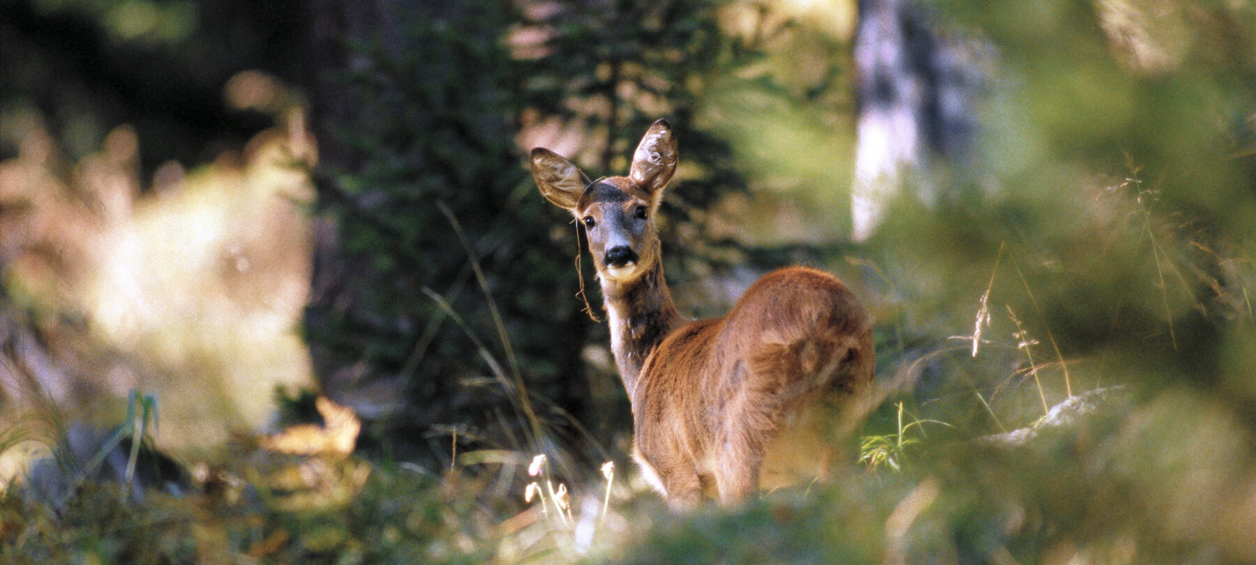 Welche Tiere gibt es in den Dolomiten?