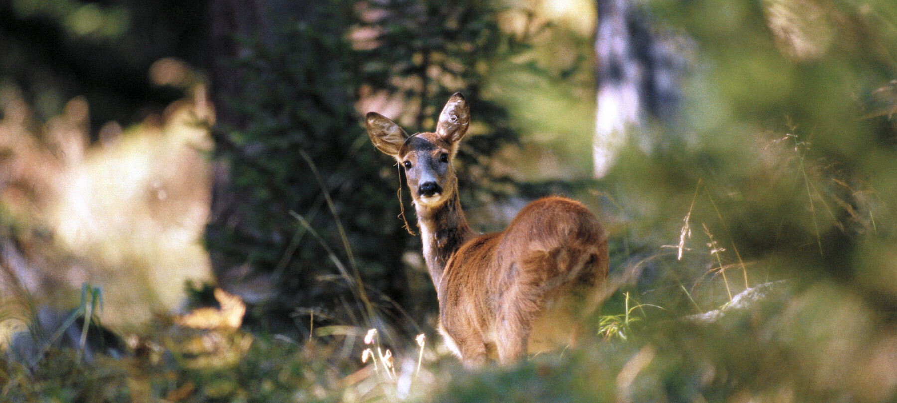 Che animali ci sono sulle Dolomiti?