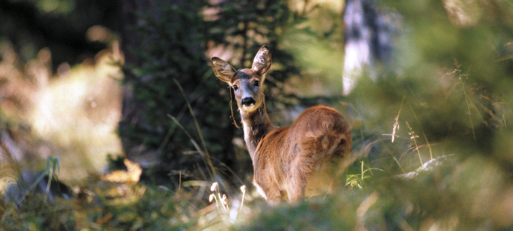 What animals are there in the Dolomites?