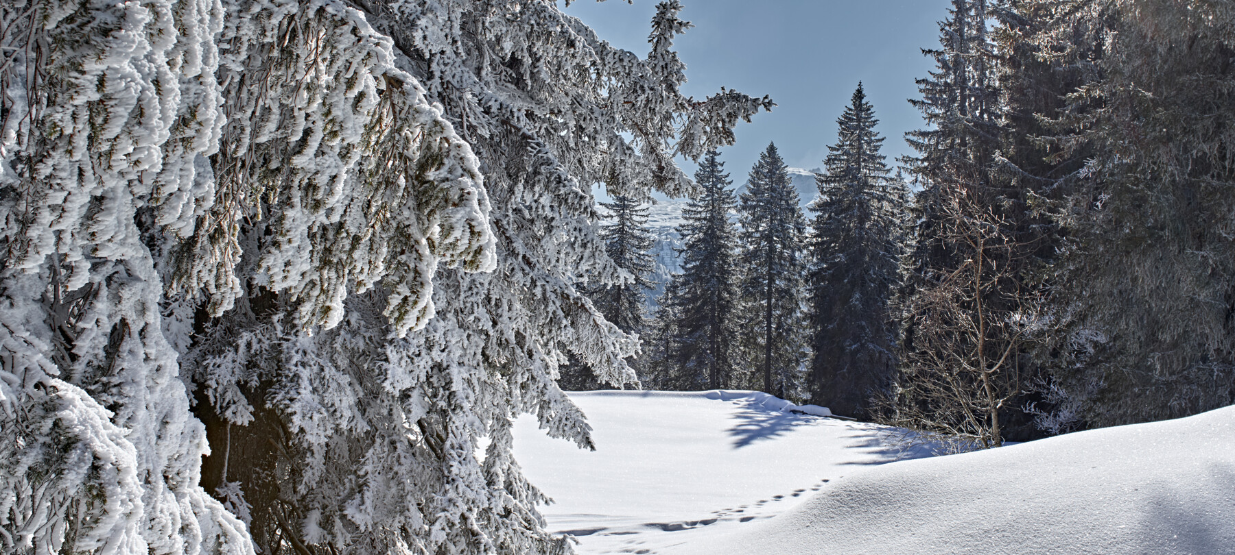 Warum ist der Schnee so weiß?