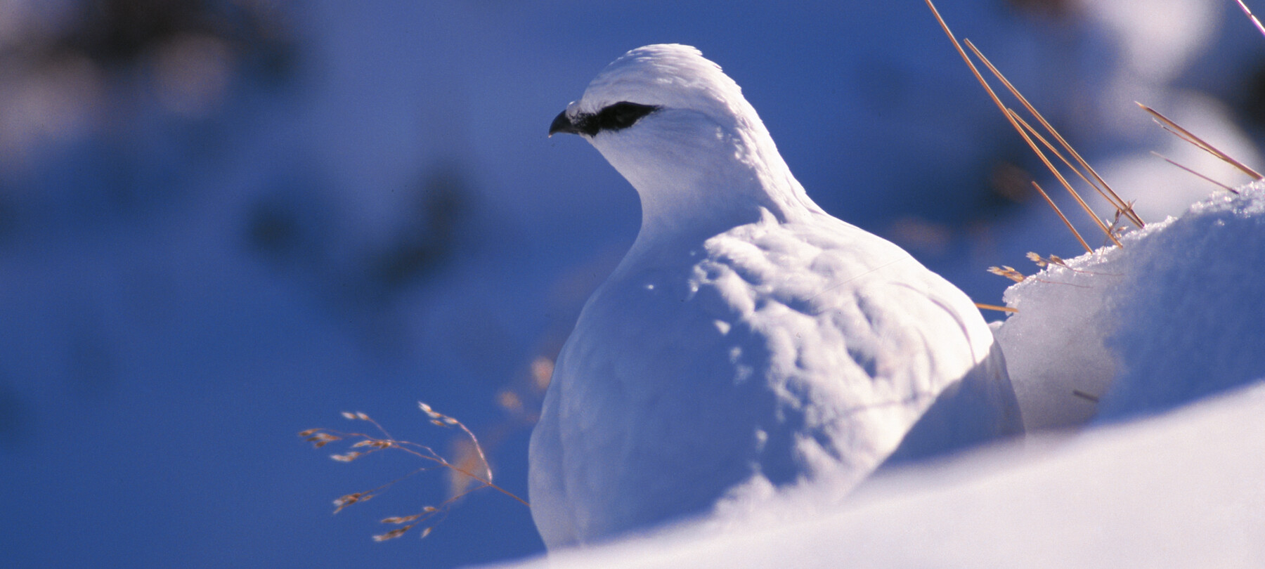 Tiere der Dolomiten im Winter
