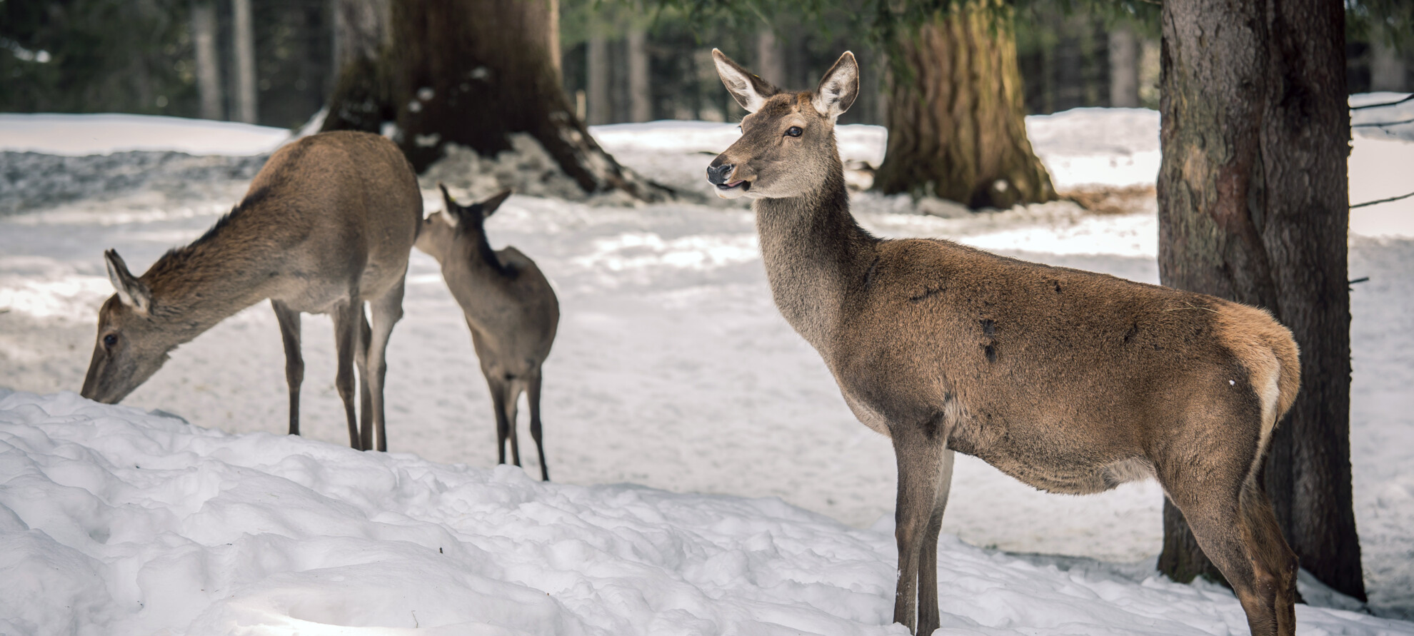 Die Farben des Winters