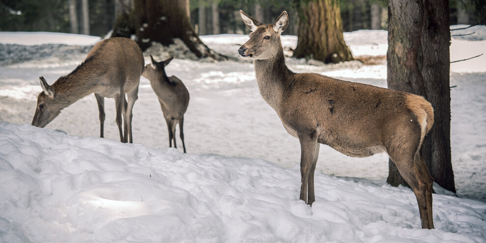 Welche Tiere können Sie im Winter in den Dolomiten antreffen?