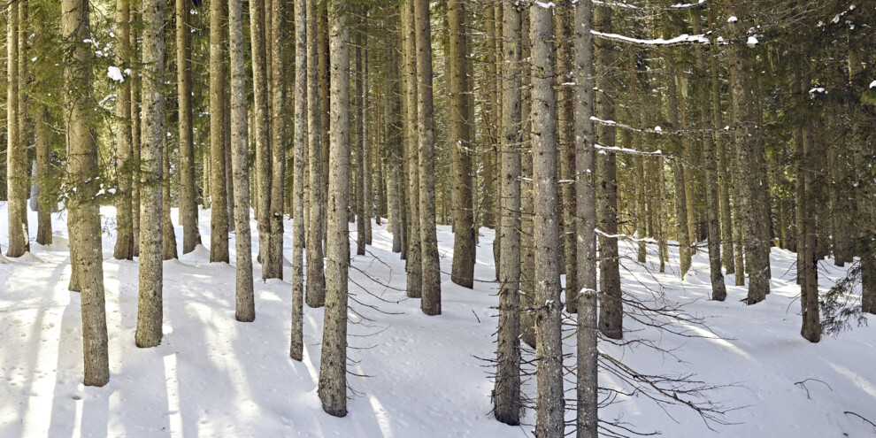 Die Geräusche des Waldes im Winter