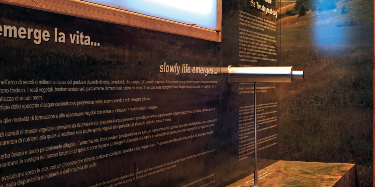 Torfmoor Tonale #3 | © Torbiera del Tonale - Foto Archivio Apt Val di Sole