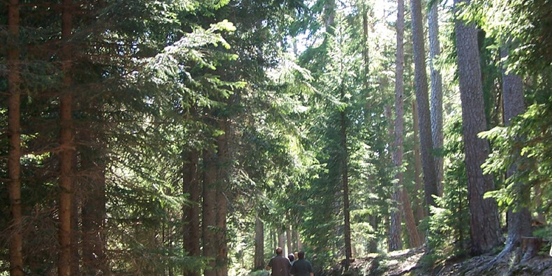 Il Sentiero della Memoria – The Memory Route #5 | © Foto Archivio Apt Val di Fiemme