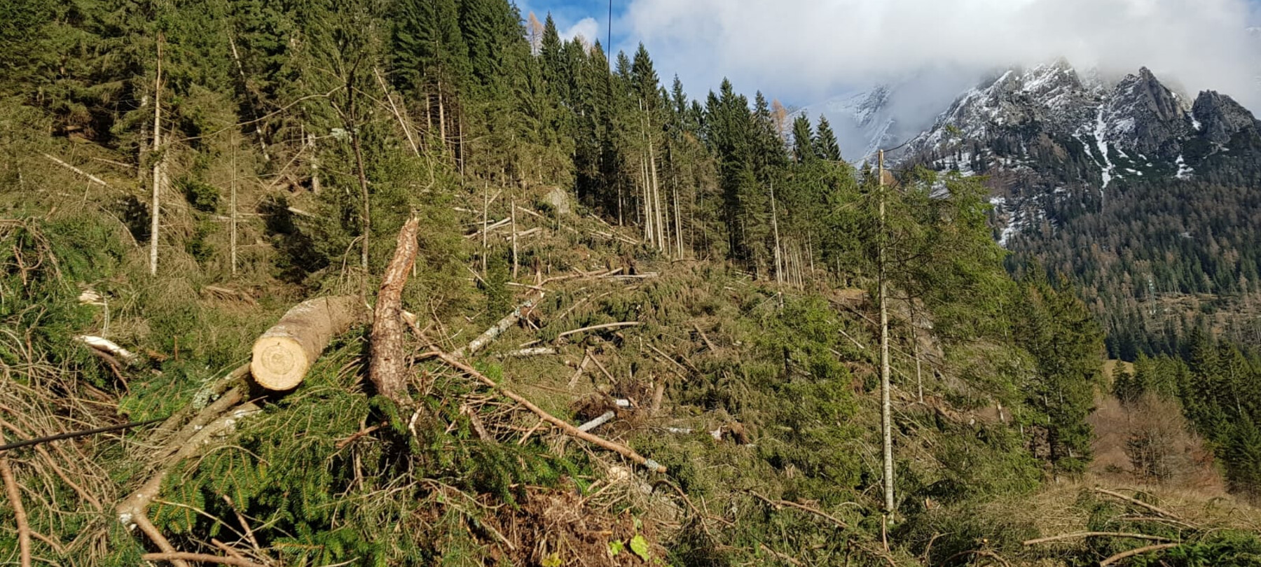 Trentino Tree Agreement - Tognola | © Trentino Tree Agreement - Tognola