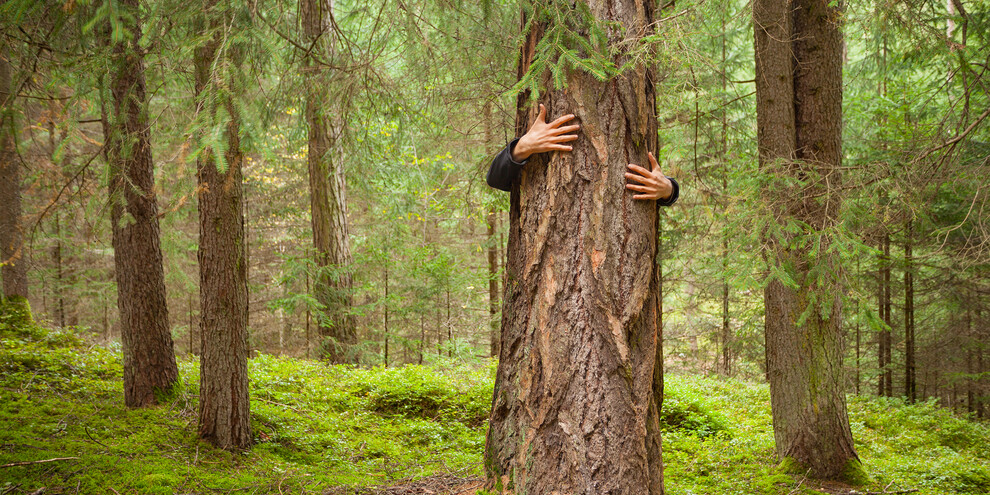 Abbracciare gli alberi