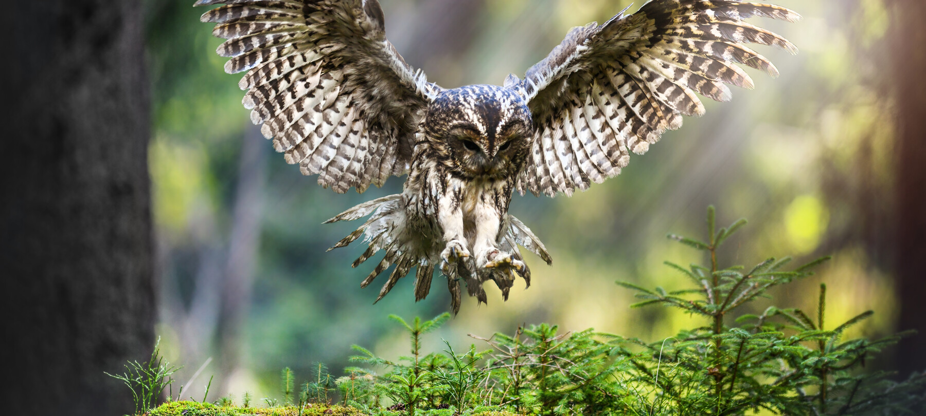 SuperPark 2024 in the Adamello Brenta Nature Park