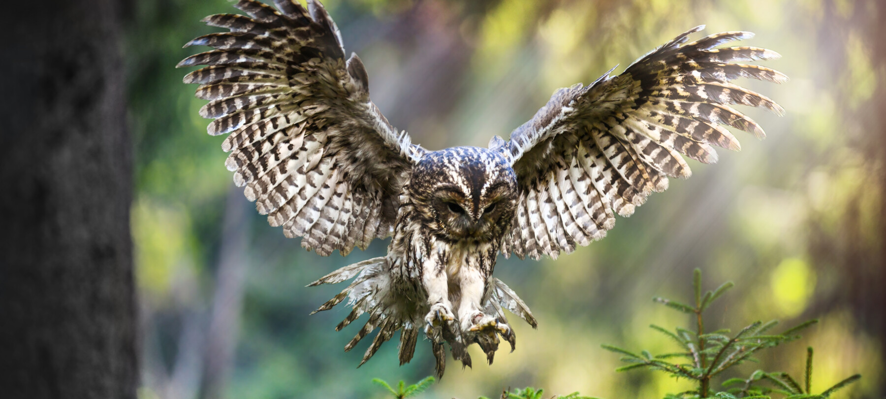 SuperPark 2024 nel Parco Naturale Adamello Brenta 