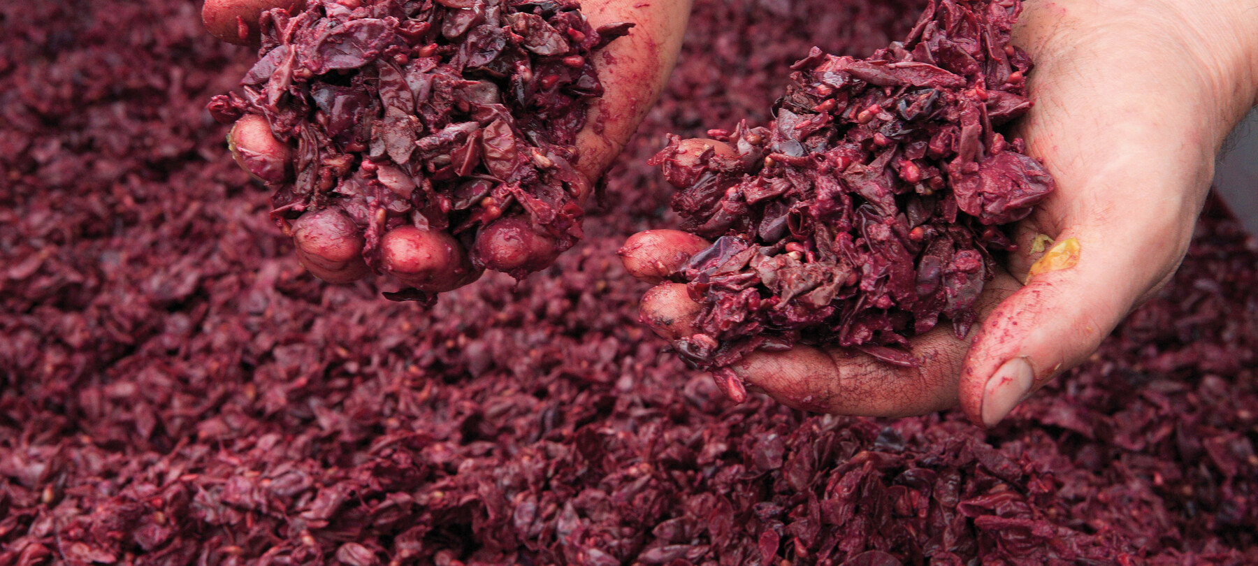 Trentino grappa: a quality spirit full of local flavour