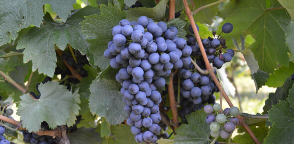 Resistant grapevine varieties in Trentino