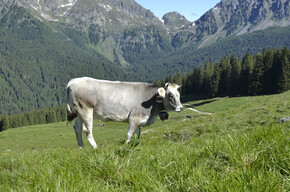 Entdeckung der Wiesen und Dörfer des Vanoi - Strecke 2266 | © APT San Martino di Castrozza, Primiero e Vanoi