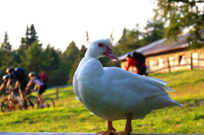 Mittlere Predaia MTB Strecke | © APT Val di Non 