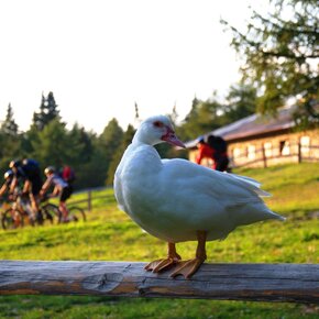 Medium route Predaia MTB | © APT Val di Non 