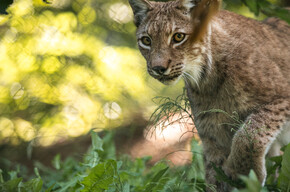 Wildpark | © APT Dolomiti di Brenta e Paganella
