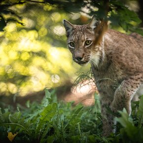 Wildlife Park | © APT Dolomiti di Brenta e Paganella