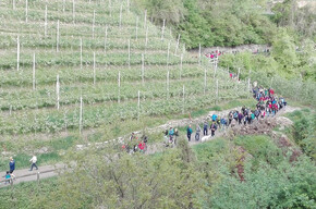 4 Ville in Fiore - Percorso lungo | © APT Val di Non Soc. Coop.