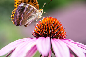 Farfalla su un fiore a Drio | © APT Valsugana e Lagorai