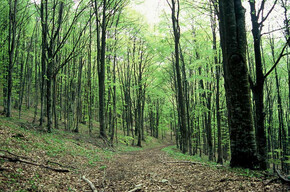 Terre Verdi | © APT Rovereto Vallagarina Monte Baldo
